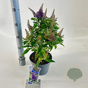 Buddleja d. B. Candy Little Lila 30-35 cm 3,0L