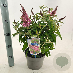 Buddleja d. B. Candy Little Pink 30-35 cm 3,0L