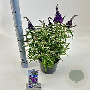 Buddleja d. B. Candy Little Purple 30-35 cm 3,0L