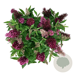 Buddleja d. B. Candy Little Ruby 50-60 cm 7,5L