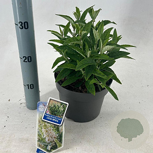 Buddleja d. B. Candy Little White 30-35 cm 3,0L