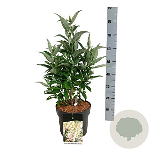 Buddleja d. B. Candy Little White 40-50 cm P26