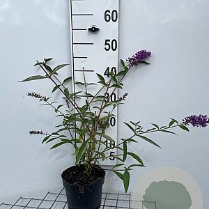 Buddleja d. 'Ile de France' 40-60 cm 2,0L