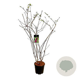 Buddleja d. 'Ile de France' 100-125 cm 15L