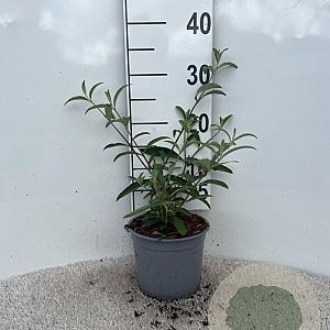 Buddleja d. 'Royal Red' 15-20 cm 2,0L