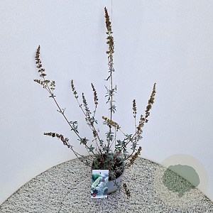 Buddleja d. 'White Profusion' 50-55 cm 3,0L