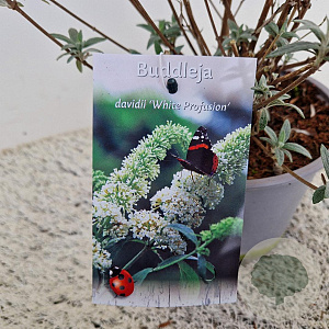 Buddleja d. 'White Profusion' 50-55 cm 3,0L