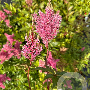 Astilbe (J) 'Bonn' GM P9