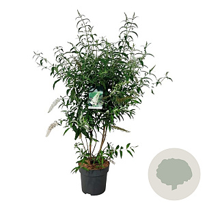 Buddleja d. 'White Profusion' 100-125 cm 15L