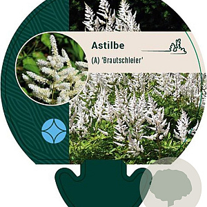 Astilbe (A) 'Brautschleier' GM P9