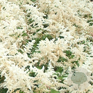 Astilbe (A) 'Brautschleier' GM P9