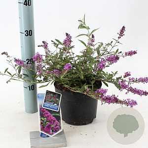 Buddleja Free Petite Dark Pink 20-25 cm 2,0L