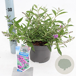 Buddleja Free Petite Dark Pink 20-25 cm 2,0L