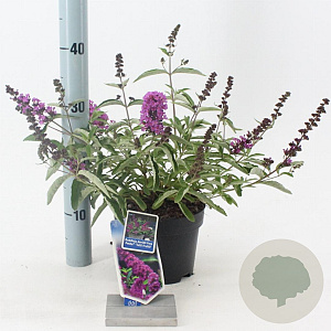Buddleja Free Petite Tutti Fruitti 20-25 cm 2,0L