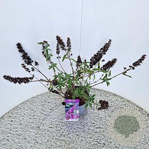 Buddleja Free Petite Tutti Fruitti 40-45 cm 2,5L