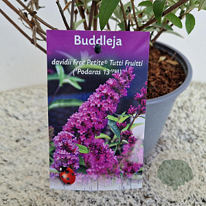 Buddleja Free Petite Tutti Fruitti 40-45 cm 2,5L