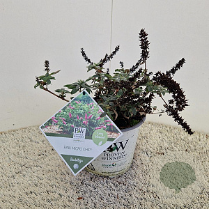 Buddleja 'Pink Micro Chip' 25-30 cm 3,0L