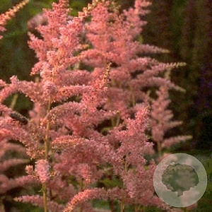 Astilbe (A) 'Bressingham Beauty' GM P9