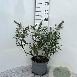 Buddleja 'White Ball' 30-40 cm 5,0L