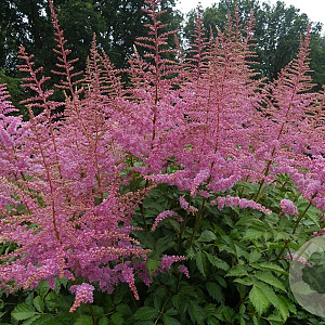 Astilbe (A) 'Cattleya' GM P9