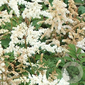 Astilbe (J) 'Deutschland' GM P9