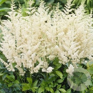 Astilbe (A) 'Diamant' GM P9