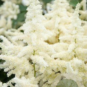 Astilbe (J) 'Ellie' GM P9