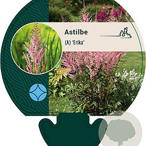 Astilbe (A) 'Erika' GM P9