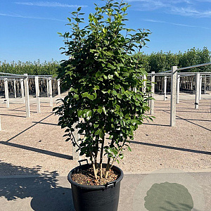 Camellia sasanqua 150-175 cm 35L meerstammig