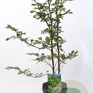Carpinus betulus 80-100 cm 5,0L geveerd