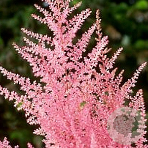 Astilbe (J) 'Europa' GM P9