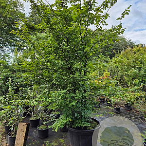 Carpinus betulus 250-300 cm cont. 150L meerstammig