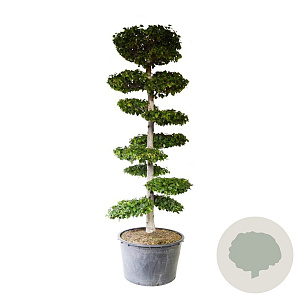 Carpinus betulus 250-300 cm cont. 500L bonsai
