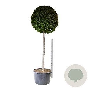 Carpinus betulus 200 cm stam cont. 500L