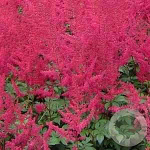Astilbe (A) 'Glut' GM P9