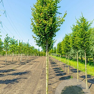 Carpinus bet. 'Lucas' 35-40 HO draadkluit 250 cm stam