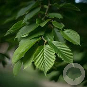 Carpinus orientalis 250-300 cm draadkluit solitair