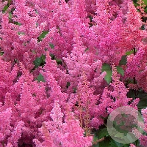 Astilbe (J) 'Mainz' GM P9