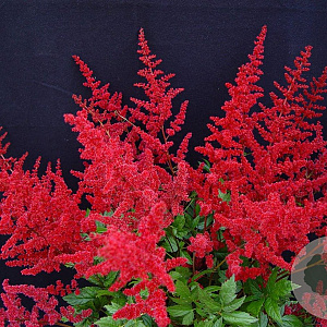 Astilbe (J) 'Montgomery' GM P9