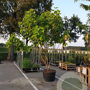 Catalpa bignonioides 'Aurea' 250-300 cm 35L meerstammig