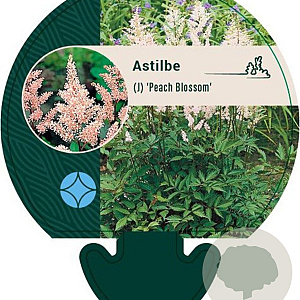 Astilbe (J) 'Peach Blossom' GM P9