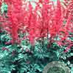 Astilbe (A) 'Spinell' GM P9