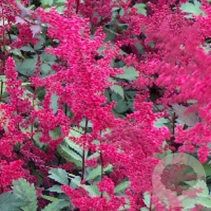 Astilbe (A) 'Spinell' GM P9