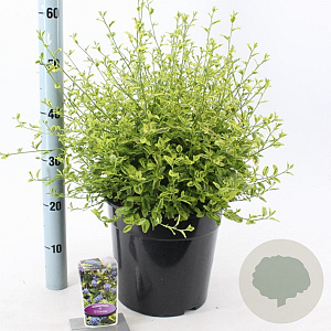 Ceanothus El Dorado 40-50 cm 10L