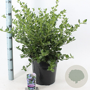 Ceanothus griseus 'Yankee Point' 40-50 cm 10L