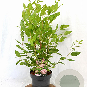 Ceanothus pallidus 'Marie Simon' 30-40 cm 3,0L