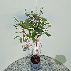 Ceanothus pallidus 'Marie Simon' 60-70 cm 2,5L