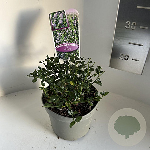 Ceanothus impressus 'Victoria' 15-20 cm 2,0L