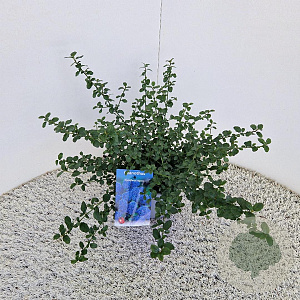 Ceanothus thyrsiflorus repens 25-30 cm 2,5L