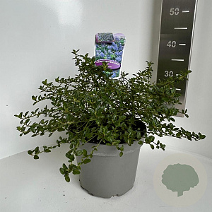 Ceanothus thyrsiflorus repens 30-35 cm 5,0L
